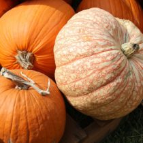 pumpkins-1712937_960_720